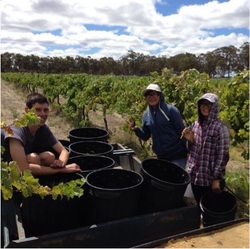Vineyard pickers from 2015 vintage