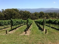Little Yarra Station vineyard