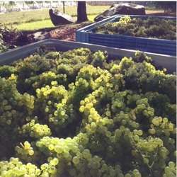 Fruit for 2013 Pamela Chardonnay picked 4 March 2013