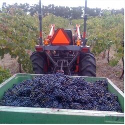 Fruit for the Howard Shiraz vintage picked 25 March 2012